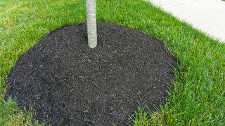 Natural mulch around the trunk of a young sapling