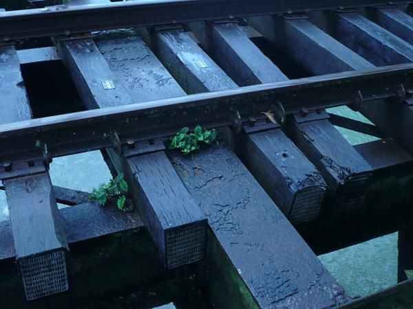 Ferns growing on the railroad bridge ties