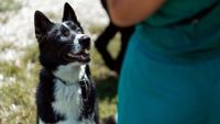 A mixed breed dog listens to the commands of a dog trainer