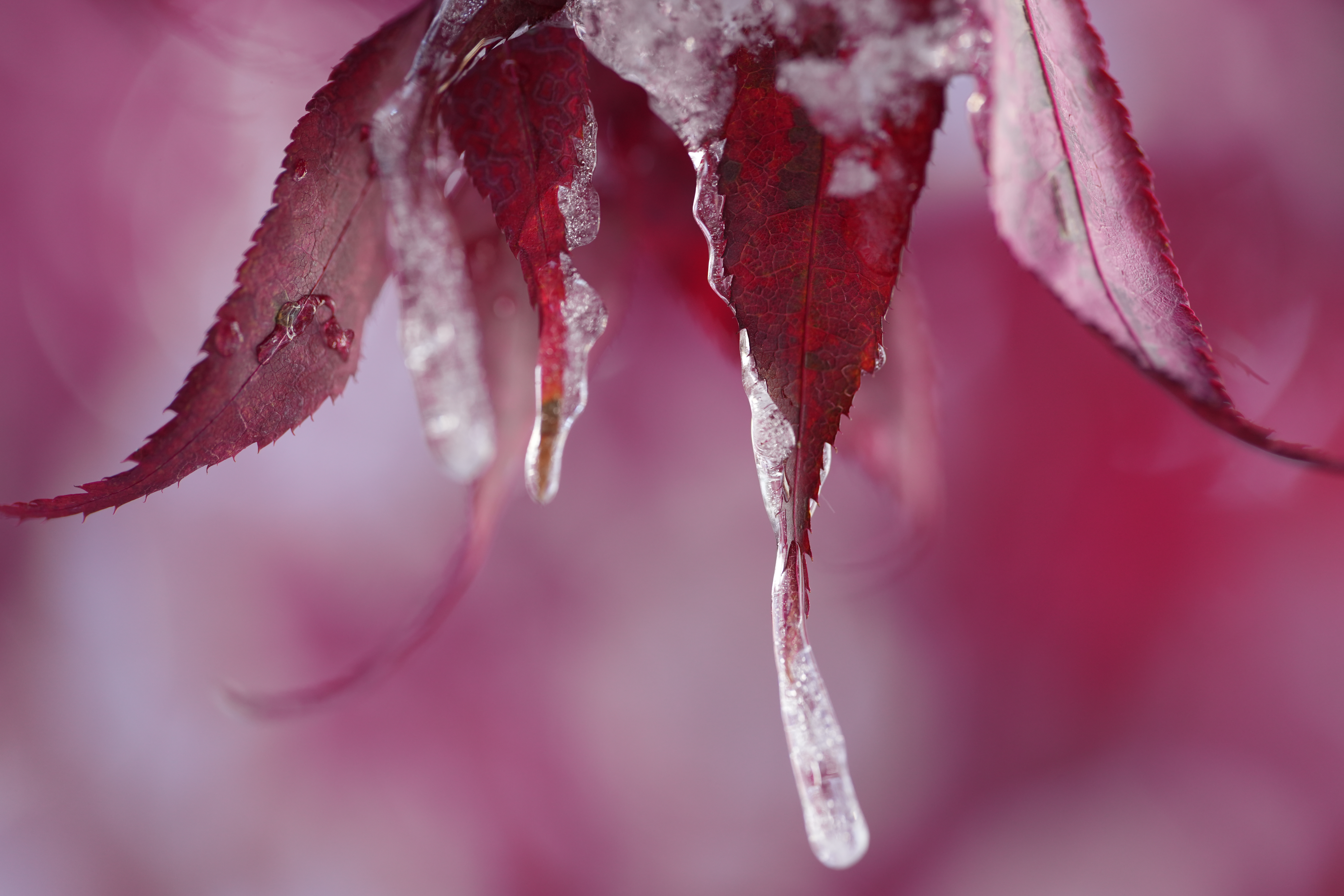 A snowy fall photograph taken with the Sony FE 100mm f/2.8 Macro GM OSS