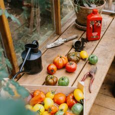 tomatoes and tools on counter in greenhouse