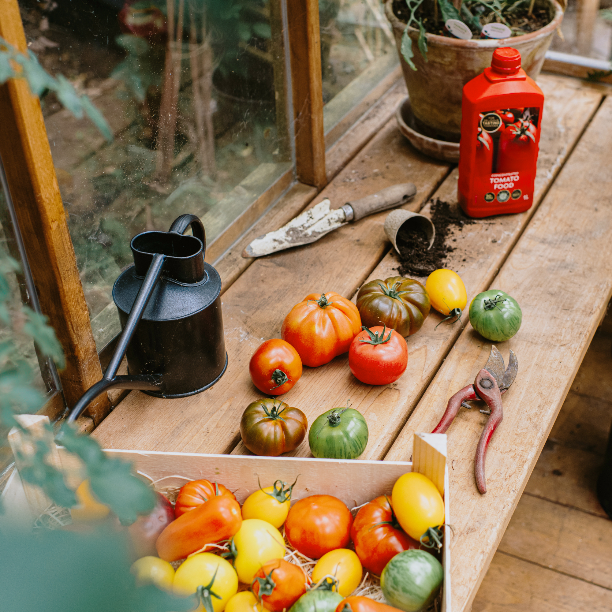 tomatoes and tools on counter in greenhouse