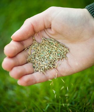 person holding a handful of grass seed in their hand