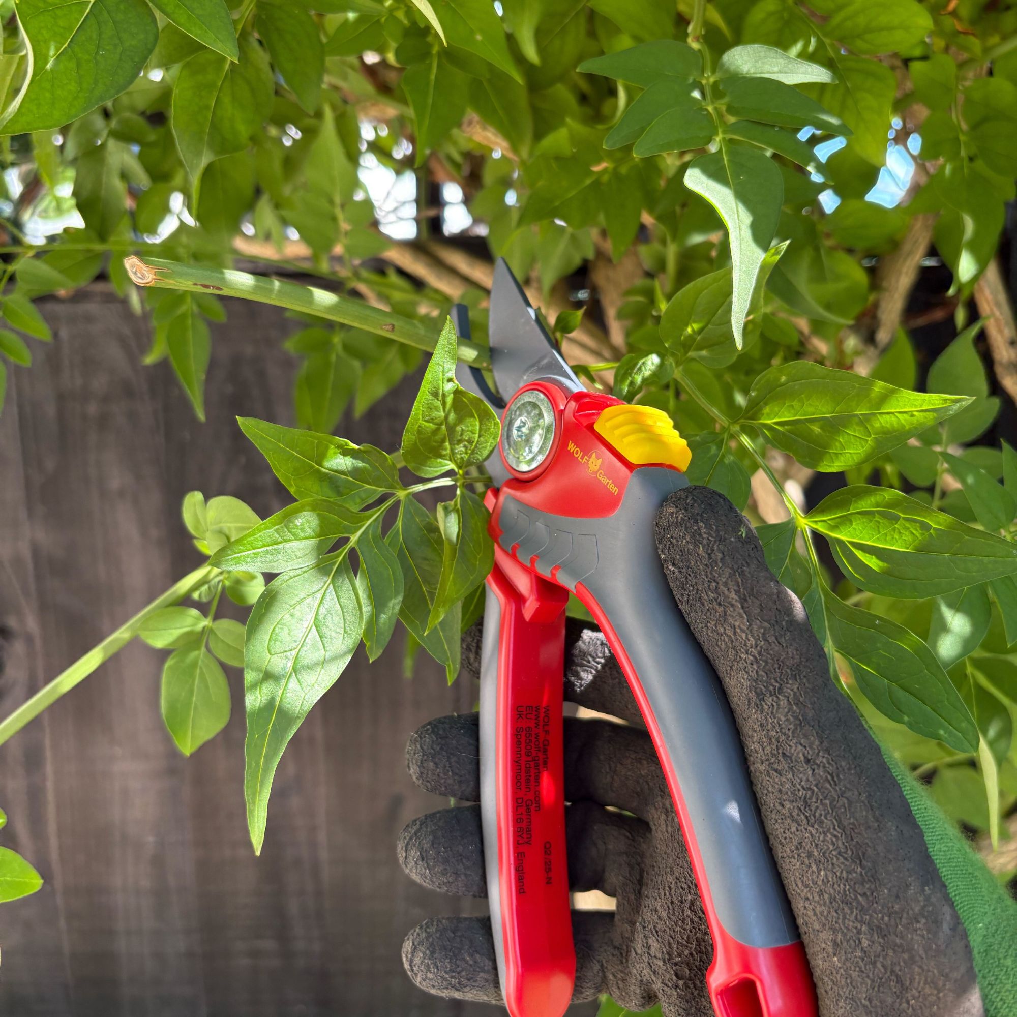WOLF-Garten Premium Plus Bypass Secateurs pruning jasmine plant in garden