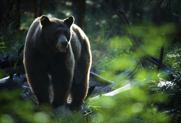 A brown bear.