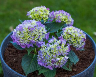 Potted purple hydrangea in a blue pot on green grass