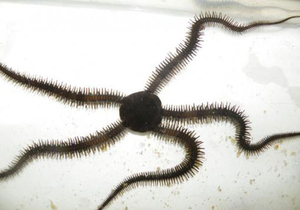 The brittle star doesn't turn as most animals do. It simply designates another of its five limbs as its new front and continues moving forward.