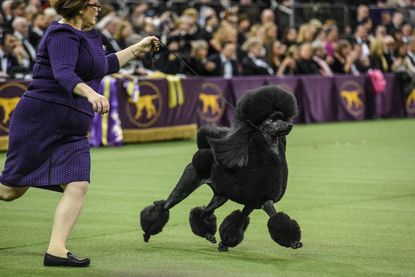 Siba the poodle.