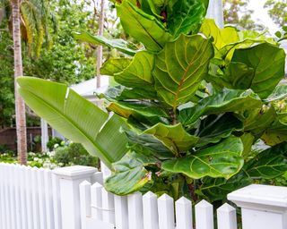 Fiddle leaf fig tree Ficus Lyrata growing outside in a Sydney private garden