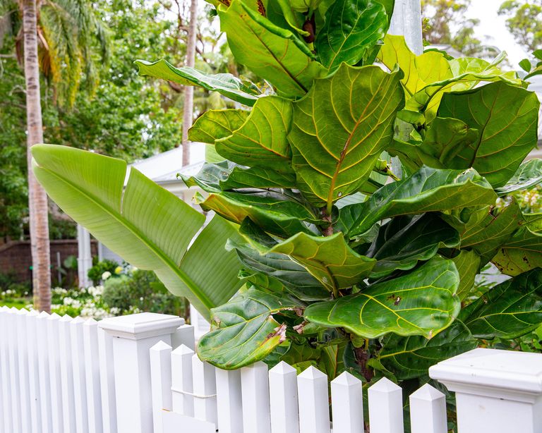 Fiddle leaf fig care guide tips for perfect houseplants Gardeningetc