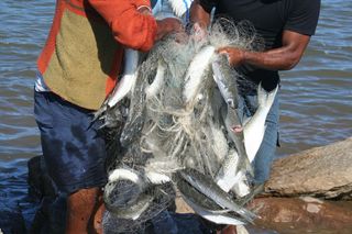 The technique is profitable for both the local fishermen and the dolphins, which get their share of the catch as well.