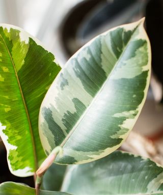 variegated rubber plant