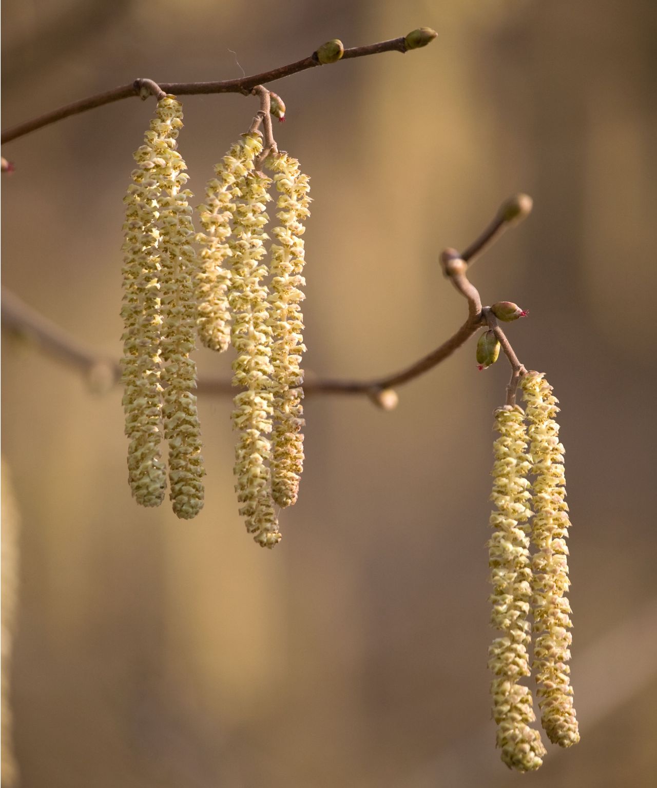 What's your birth month tree? All 13 explained | Homes and Gardens