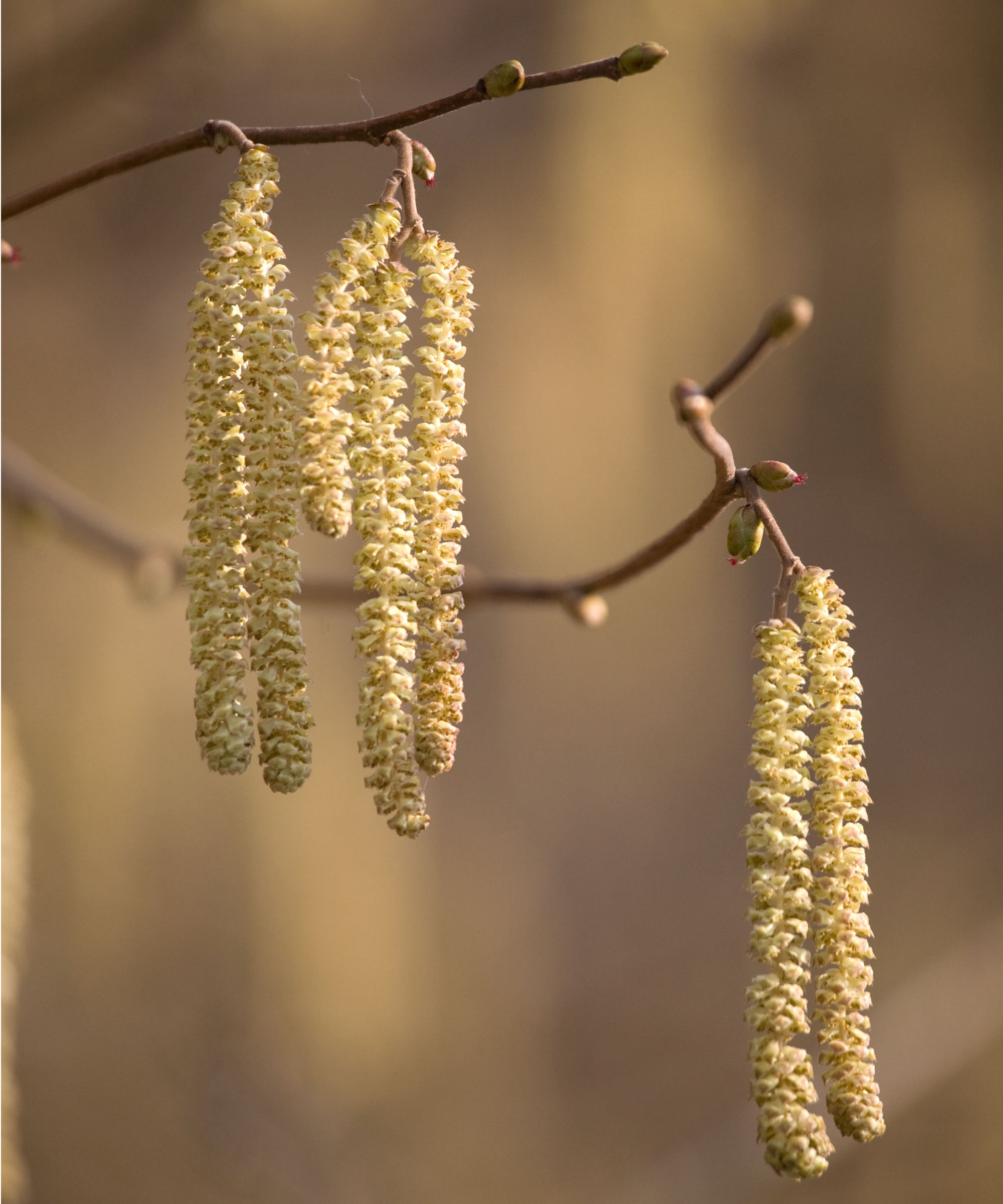 Alder tree