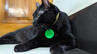 Chipolo One Bluetooth tracker attached to a handsome black cat's collar.