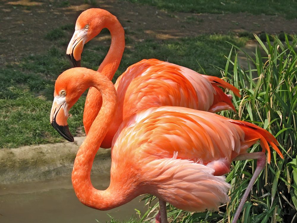 A pair of bright pink flamingos.