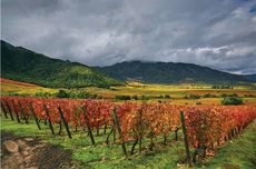 Clos Apalta Vineyard