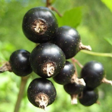 Consort Black Currant Bush - Bareroot