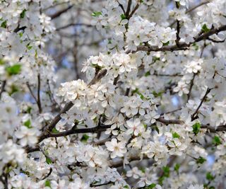 Flowering plum tree with blossom in spring