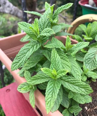 growing herbs in pots so mint is kept separate from other herbs
