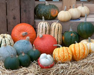 How-to-grow-pumpkins-RHS_Tim-Sandall-1