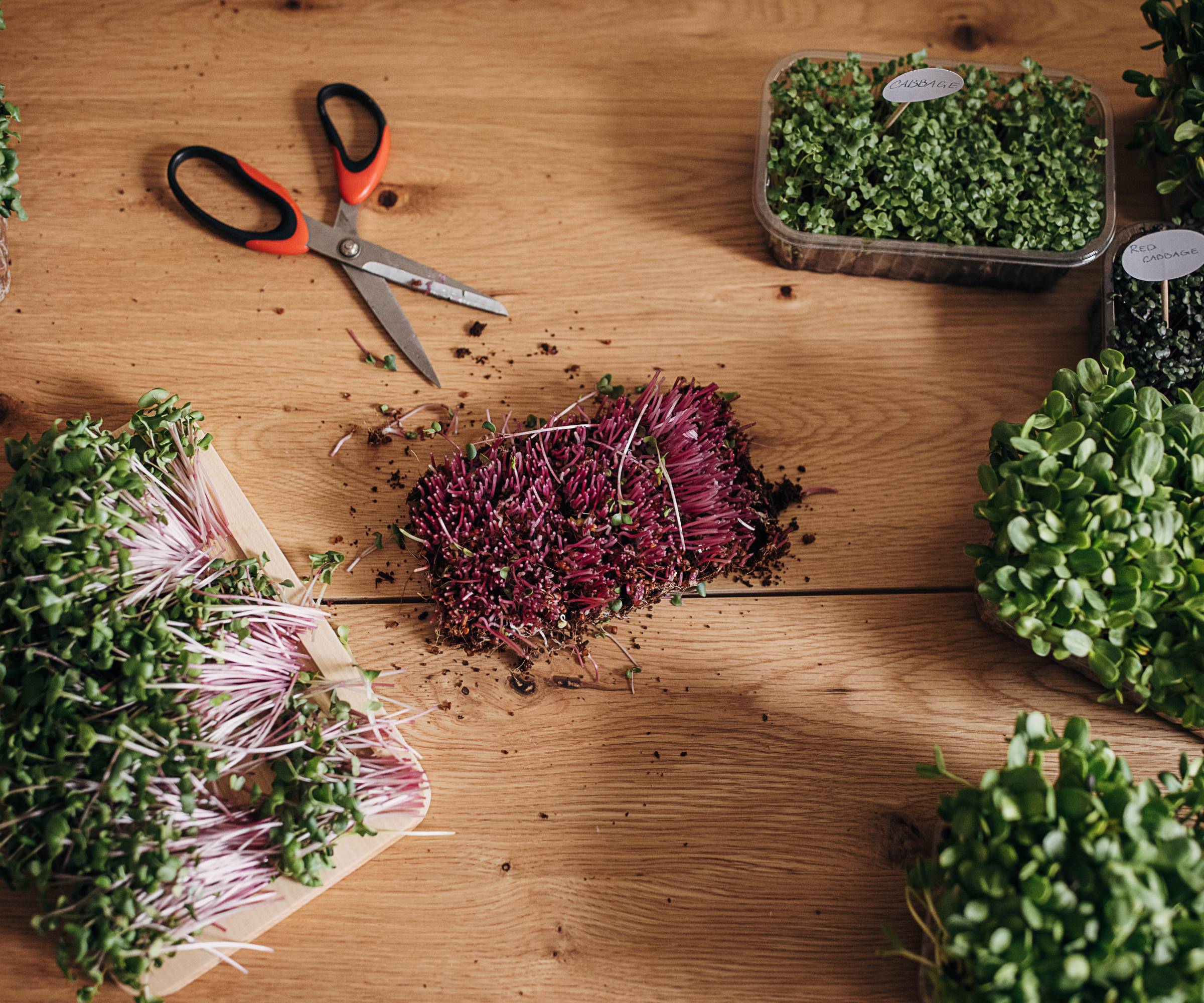 Scissors lying next to freshly harvested microgreens