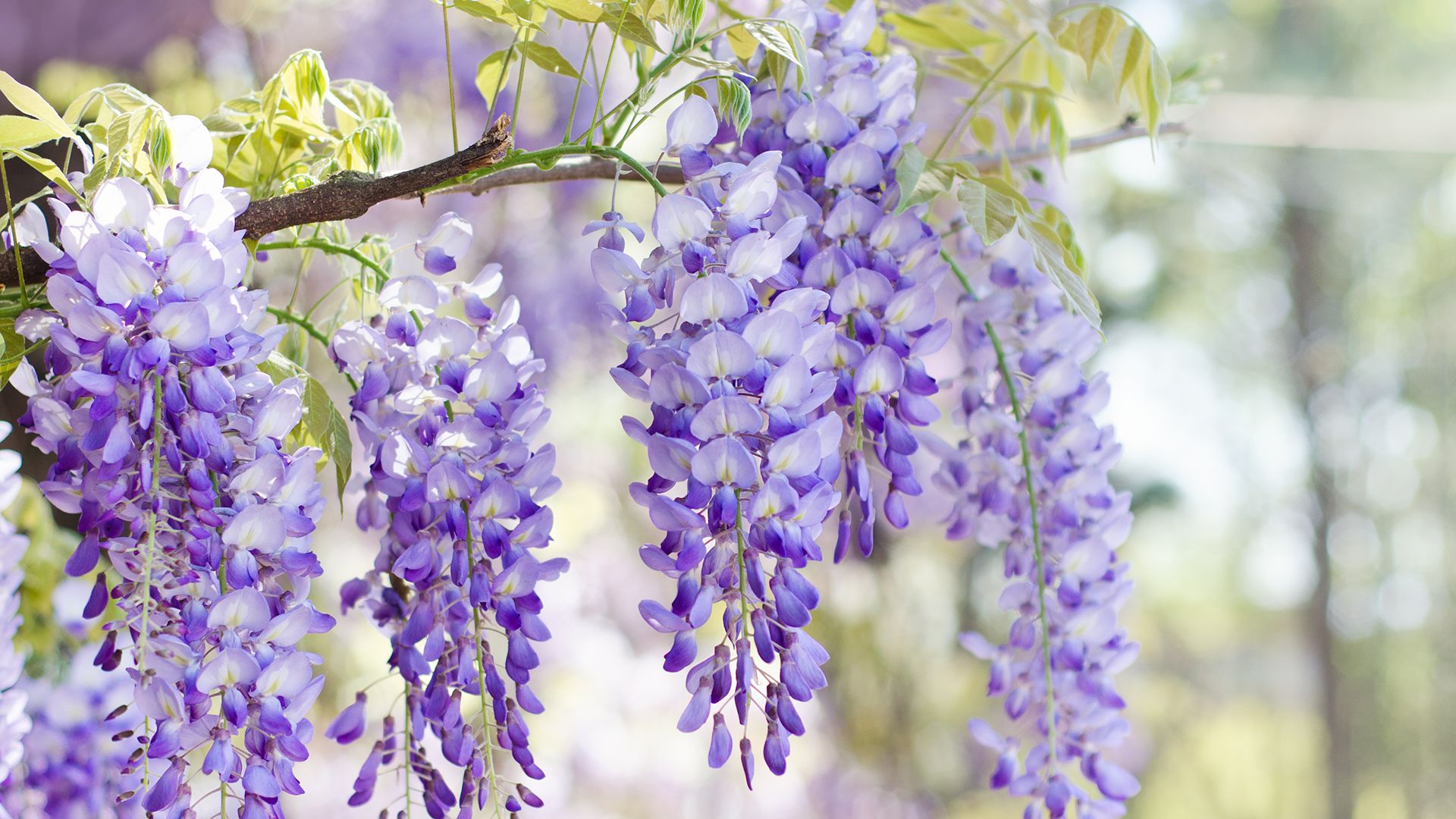 How To Prune Wisteria And The Best Time To Do It Homes And Gardens