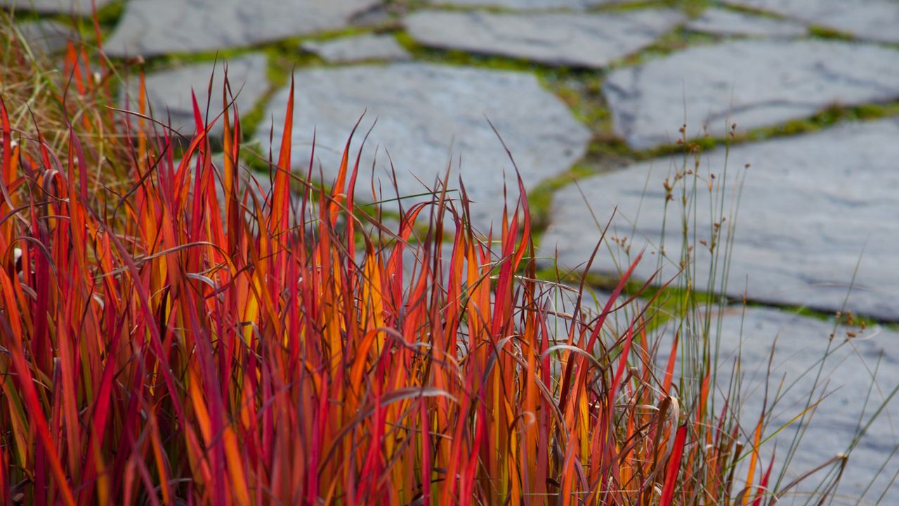 Japanese blood grass with crimson-red foliage along a garden path