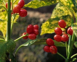 Aucuba japonica with winter berries