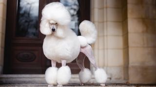 White poodle with pompons