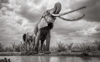 Photo: Lugard — The World's Biggest Big Tusker Elephant