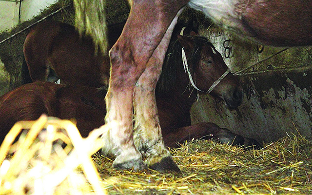 A-Polish-mare-collapsed-at-a-rest-stop.jpg