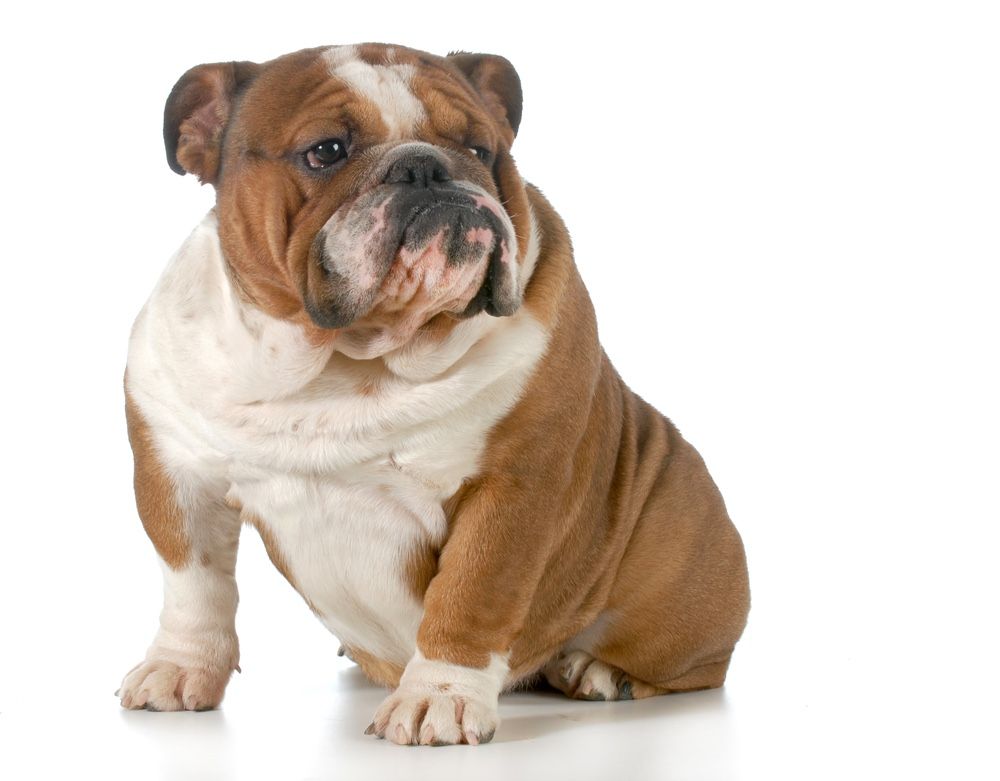 An English bulldog