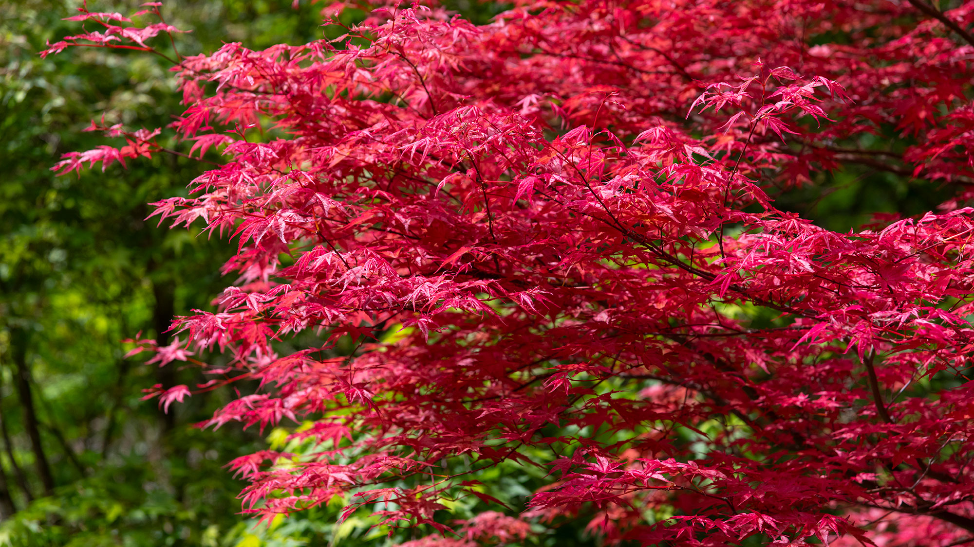 bright red leaves of an acer, also known as a Japanese maple, in autumn