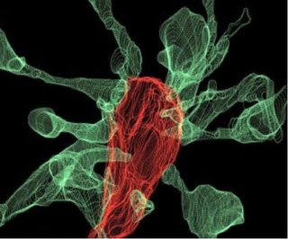 An image showing microglia (red) "eating" a synapse. The green projections, called filopodia, are sent out by the synapse to contact the microglia cells.