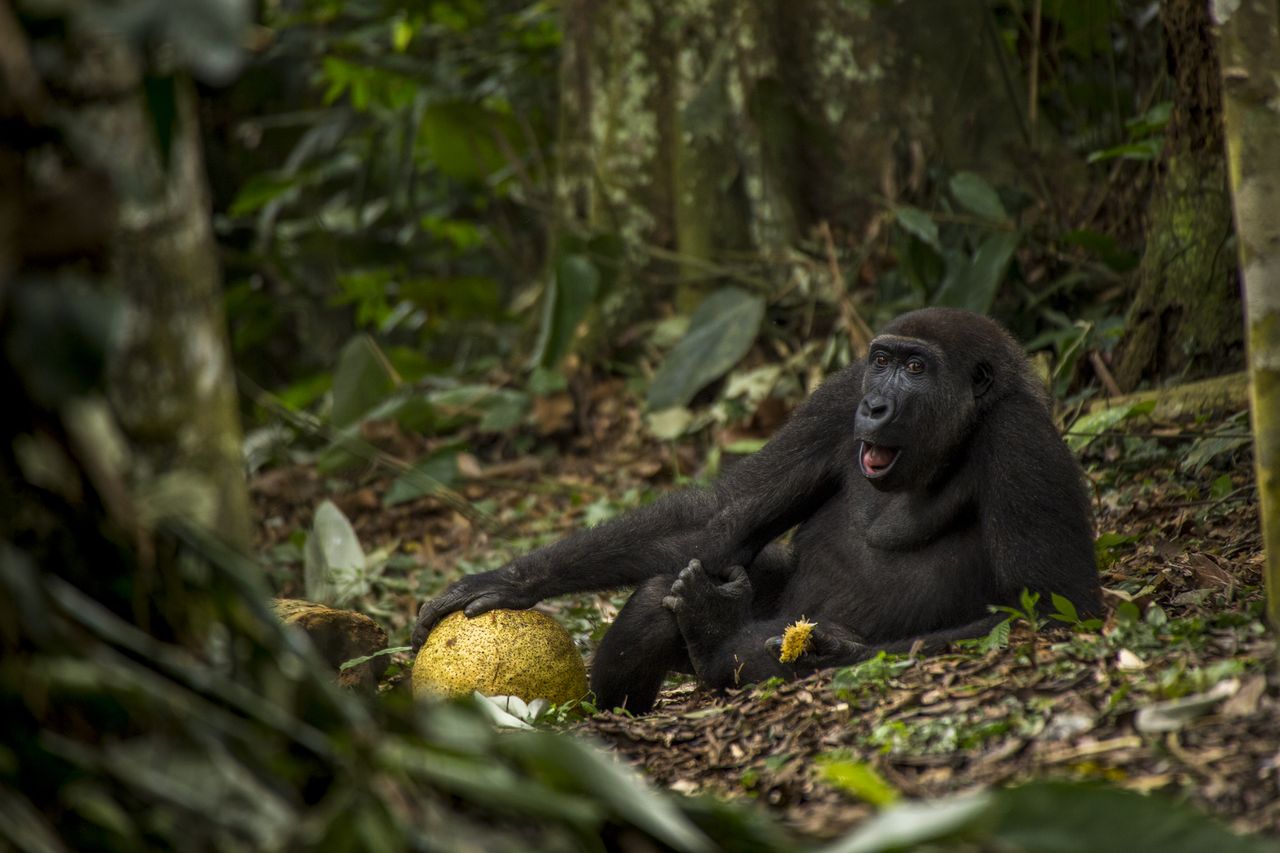 The good life &copy; Daniel Nelson - Wildlife Photographer of the Year
