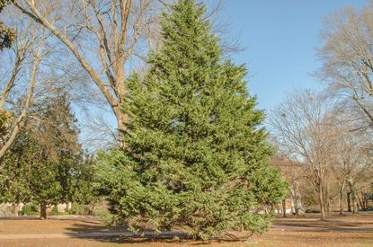 Large Cedar Tree