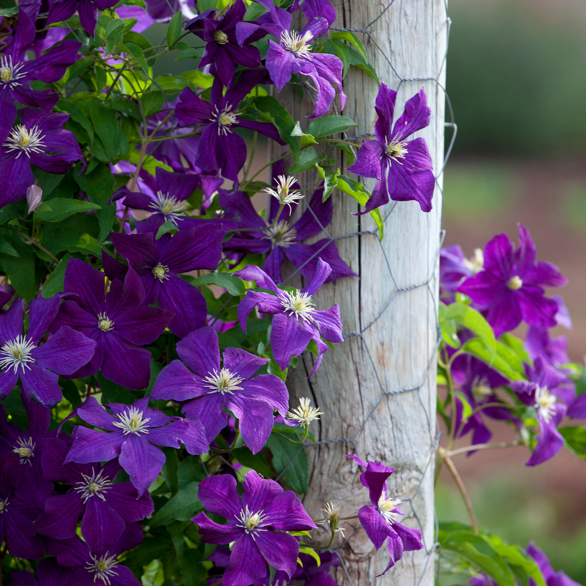 clematis aotearoa climbing up a post with chicken wire