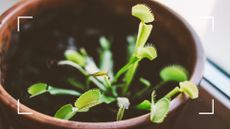 picture of a close up of a venus fly trap to support an expert guide on how to care for a Venus fly trap