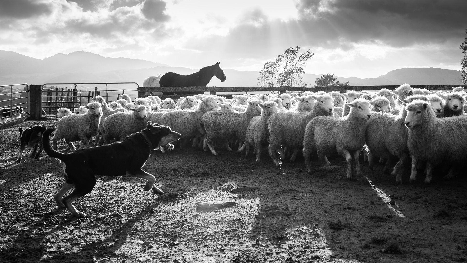 A sheepdog rounding up some sheep