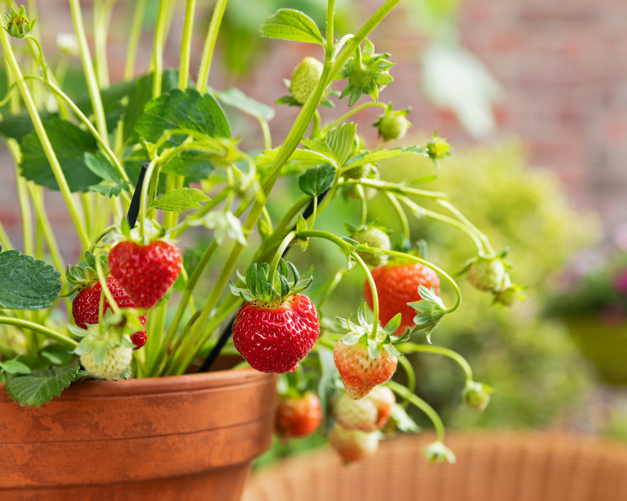 Strawberries growing in terracotta pot