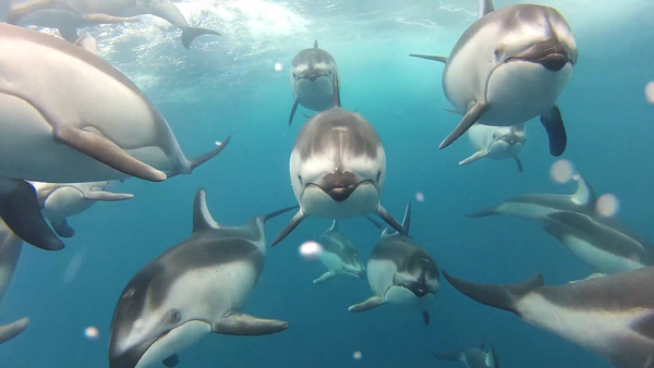 This dolphin pod was allegedly filmed trailing a fishing boat using an underwater Go Pro camera.