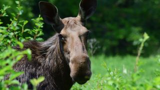 Cow moose standing by bush on sunny day