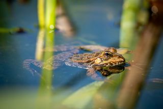 Frog swimming in a pond