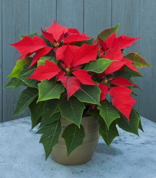 Monty Don's tips on caring for poinsettias