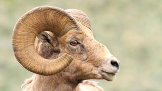 Portrait of a Ram