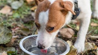 dog drinking water