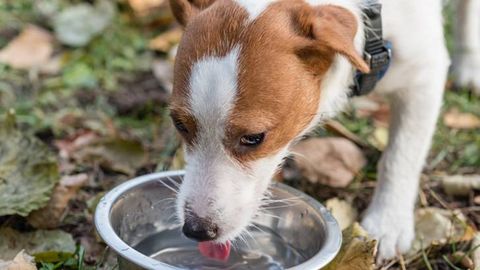 Why is my dog drinking a lot of water? Vet shares 9 reasons PetsRadar