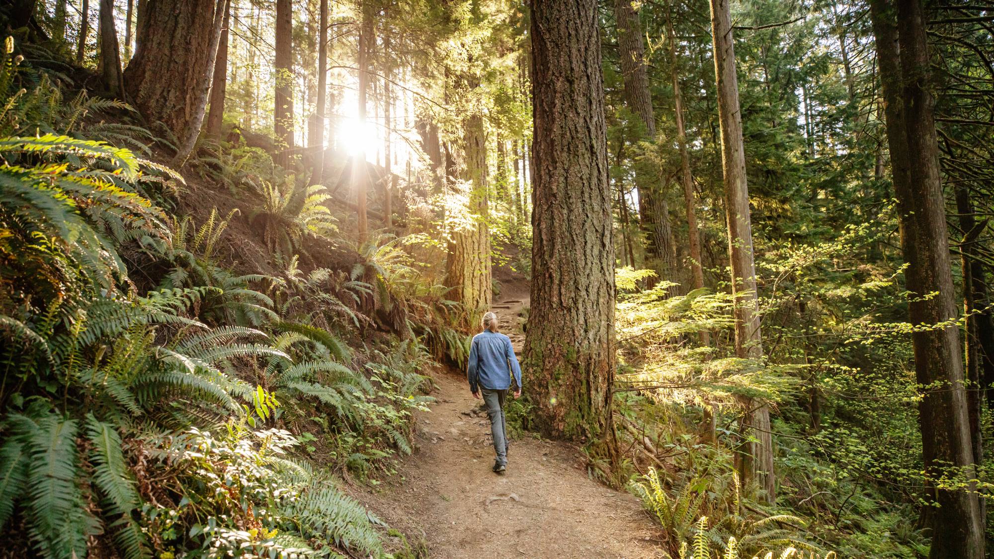 Woman hiking in pacific northwest forest of redwood trees
