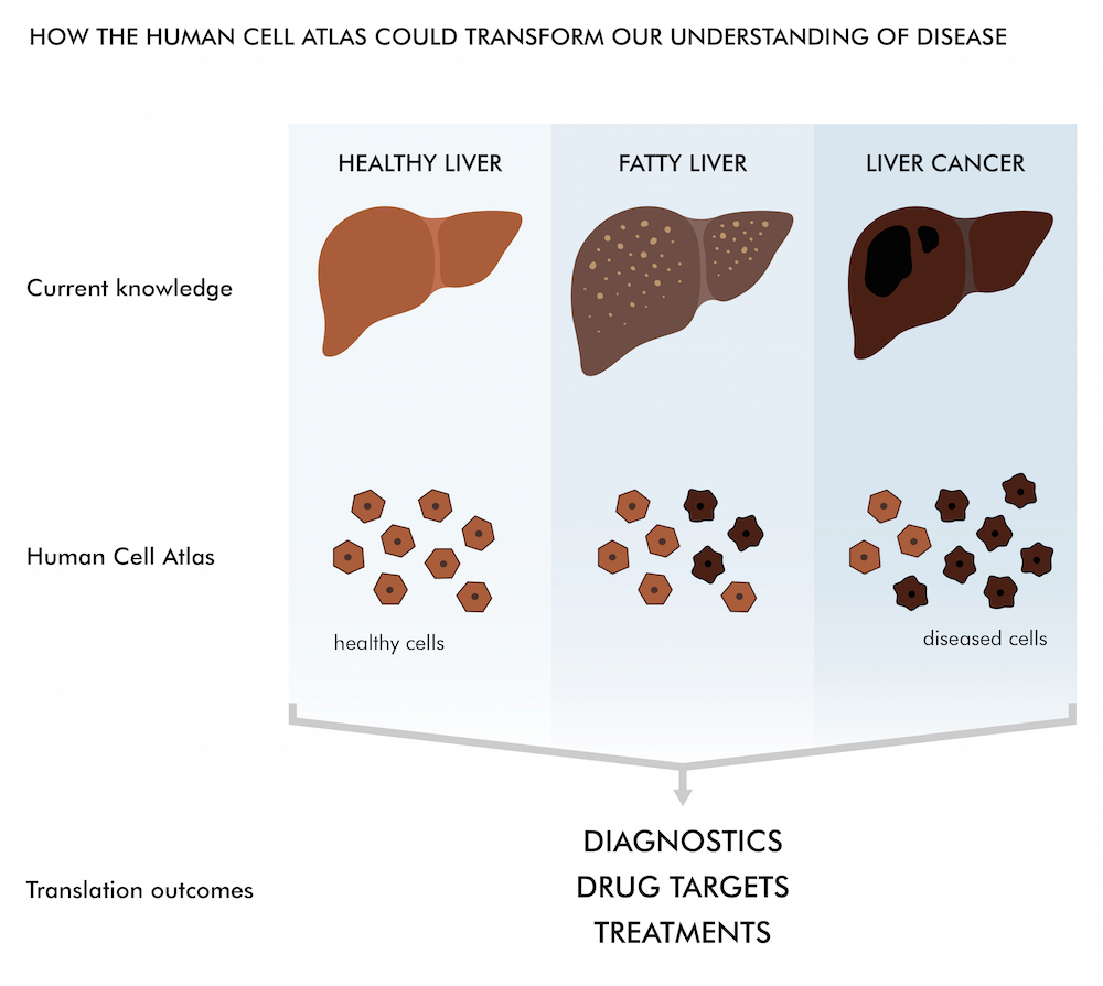 The Human Cell Atlas would provide high-resolution images of all of the healthy cells in the body, and what happens when they become unhealthy.